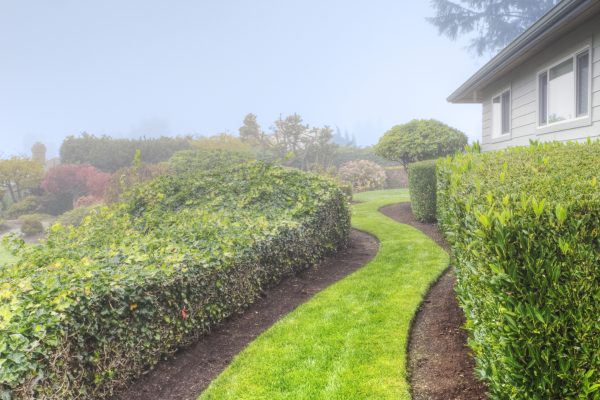 A grass path in a garden between hedges on a misty morning.